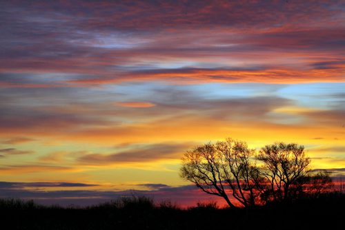 Brandon Sun A stand of trees are silhouetted against the western sky which was transformed into canvas of colour by the setting sun on Thursday afternoon. (Bruce Bumstead/Brandon Sun)
