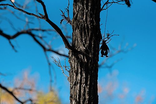 JESSE BOILY  / WINNIPEG FREE PRESS
A clue to a puzzle geocache sits up in a tree in Assiniboine Park on Tuesday. Geocaching is like a treasure hunt around the city using GPS locations that hide lists of people who found the cache. Tuesday, Sept. 29, 2020.
Reporter: Brenda Suderman