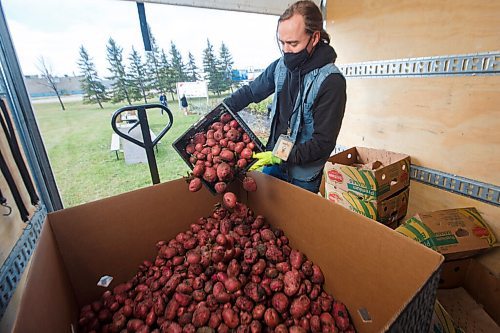 MIKE DEAL / WINNIPEG FREE PRESS
Zenon Foster development associate wtih Winnipeg Harvest empties a crate of picked potato's during a pick with Winnipeg Airports Authority employees who are digging up the garden located on the campus of the Winnipeg Richardson International Airport in support of Winnipeg Harvests Grow-A-Row program Thursday morning.
201001 - Thursday, October 01, 2020.