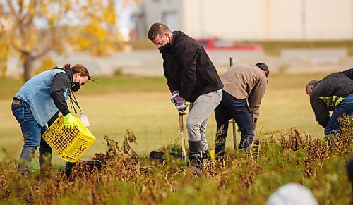 MIKE DEAL / WINNIPEG FREE PRESS
Winnipeg Airports Authority employees dig up potato's from the garden located on the campus of the Winnipeg Richardson International Airport in support of Winnipeg Harvests Grow-A-Row program Thursday morning.
201001 - Thursday, October 01, 2020.