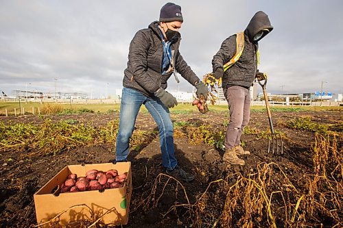 MIKE DEAL / WINNIPEG FREE PRESS
Vince Dancho, managing director at WAA (left) and Trevor Troyan, ground side maintenance with WAA (right) along with several other Winnipeg Airports Authority employees dig up potato's from the garden located on the campus of the Winnipeg Richardson International Airport in support of Winnipeg Harvests Grow-A-Row program Thursday morning.
201001 - Thursday, October 01, 2020.