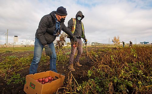 MIKE DEAL / WINNIPEG FREE PRESS
Vince Dancho, managing director at WAA (left) and Trevor Troyan, ground side maintenance with WAA (right) along with several other Winnipeg Airports Authority employees dig up potato's from the garden located on the campus of the Winnipeg Richardson International Airport in support of Winnipeg Harvests Grow-A-Row program Thursday morning.
201001 - Thursday, October 01, 2020.