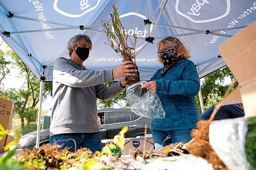 Daniel Crump / Winnipeg Free Press. (From left) Ron Richert and Judy Canfield prepare an order of trees for the Telpay Tree Giveaway. The giveaway, set up as a drive-thru pick-up at the Neeginan Centre parking lot, saw 3000 trees given away to Winnipeggers who want to plant fall trees. October 3, 2020.