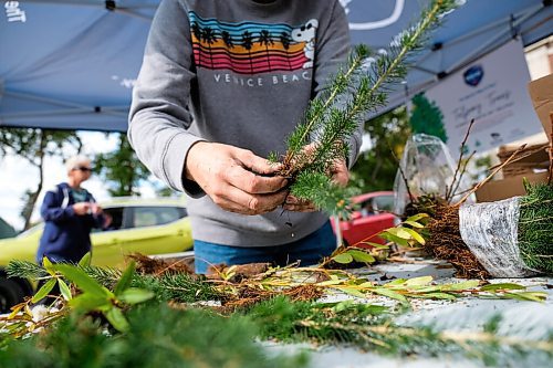 Daniel Crump / Winnipeg Free Press. Ron Richert prepares a spruce tree for an order during the Telpay Tree Giveaway. The giveaway, set up as a drive-thru pick-up at the Neeginan Centre parking lot, saw 3000 trees given away to Winnipeggers who want to plant fall trees. October 3, 2020.