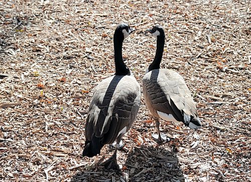 Canstar Community News A pair of geese catch some rays in St. Vital Park before flying south for the season.