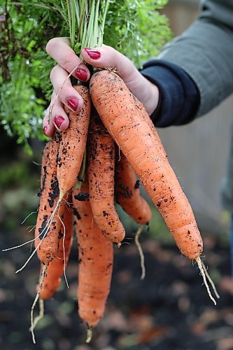 SHANNON VANRAES / WINNIPEG FREE PRESS
Melody Doern is still harvesting beets, carrots and kale from her home garden. The Winnipeg paramedic says gardening has been an important outlet for her during the pandemic.