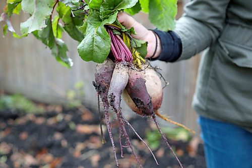 SHANNON VANRAES / WINNIPEG FREE PRESS
Melody Doern is still harvesting beets, carrots and kale from her home garden. The Winnipeg paramedic says gardening has been an important outlet for her during the pandemic.