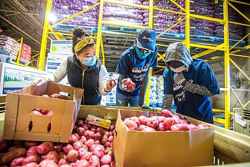 MIKAELA MACKENZIE / WINNIPEG FREE PRESS

Freedom School teacher Minjing Zhu (left), student Nhial Tut, and student Chudier Tuach pack thousands of pounds of surplus potatoes and onions to be delivered to community members in Winnipeg on Tuesday, Oct. 13, 2020. For Kellen story.

Winnipeg Free Press 2020