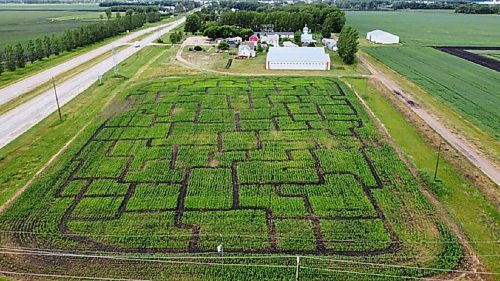 Canstar Community News This is the first year Fort la Reine Museum has offered a corn maze. It opened on Aug. 14. (SUPPLIED)