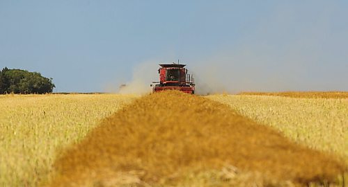 MIKE DEAL / WINNIPEG FREE PRESS
Colin Penner and his mother, Gloria, drive combines to get their canola field harvested.
See Eva Wasney story
200826 - Wednesday, August 26, 2020.