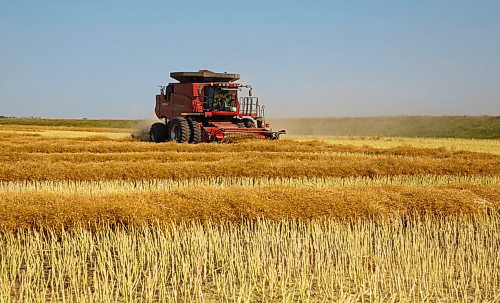 MIKE DEAL / WINNIPEG FREE PRESS
Colin Penner and his mother, Gloria, drive combines to get their canola field harvested.
See Eva Wasney story
200826 - Wednesday, August 26, 2020.