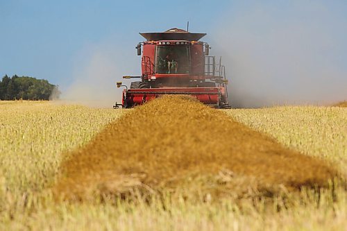 MIKE DEAL / WINNIPEG FREE PRESS
Colin Penner and his mother, Gloria, drive combines to get their canola field harvested.
See Eva Wasney story
200826 - Wednesday, August 26, 2020.