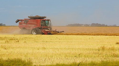 MIKE DEAL / WINNIPEG FREE PRESS
Colin Penner and his mother, Gloria, drive combines to get their canola field harvested.
See Eva Wasney story
200826 - Wednesday, August 26, 2020.