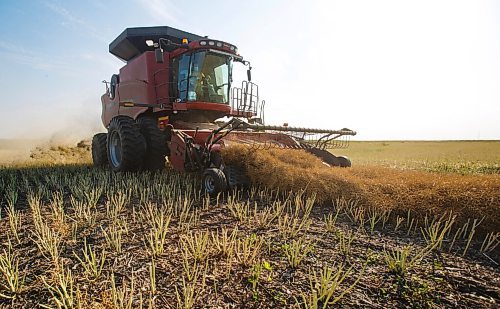 MIKE DEAL / WINNIPEG FREE PRESS
Colin Penner and his mother, Gloria, drive combines to get their canola field harvested.
See Eva Wasney story
200826 - Wednesday, August 26, 2020.