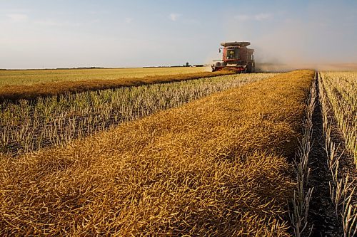 MIKE DEAL / WINNIPEG FREE PRESS
Colin Penner and his mother, Gloria, drive combines to get their canola field harvested.
See Eva Wasney story
200826 - Wednesday, August 26, 2020.