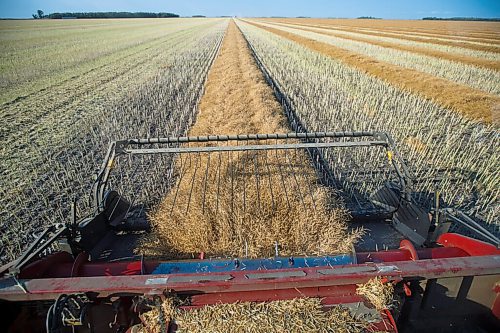 MIKE DEAL / WINNIPEG FREE PRESS
Colin Penner and his mother, Gloria, drive combines to get their canola field harvested.
See Eva Wasney story
200826 - Wednesday, August 26, 2020.