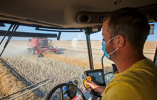 MIKE DEAL / WINNIPEG FREE PRESS
Colin Penner and his mother, Gloria, drive combines to get their canola field harvested.
See Eva Wasney story
200826 - Wednesday, August 26, 2020.