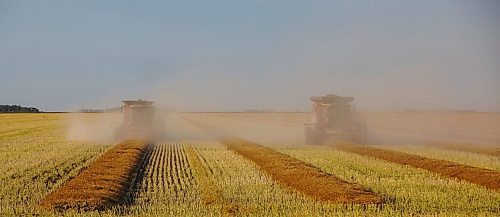 MIKE DEAL / WINNIPEG FREE PRESS
Colin Penner and his mother, Gloria, drive combines to get their canola field harvested.
See Eva Wasney story
200826 - Wednesday, August 26, 2020.