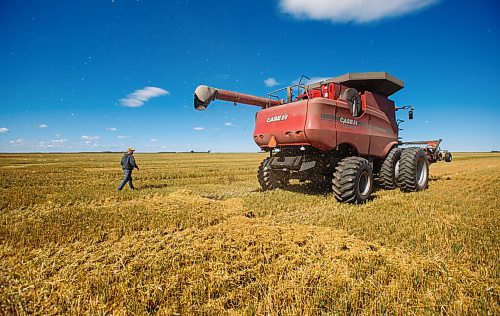 MIKE DEAL / WINNIPEG FREE PRESS
Colin Penner and his father, Calvin, drive combines to get their oat field harvested.
See Eva Wasney story
200904 - Friday, September 04, 2020.