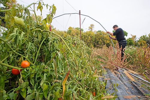MIKE DEAL / WINNIPEG FREE PRESS
Hired hand, Stefan Braun, takes down the hoop  garden covers that housed the tomatoes after a hard frost finished off the tomato season at Hearts and Roots farm.
See Eva Wasney story
200917 - Thursday, September 17, 2020.