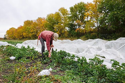 MIKE DEAL / WINNIPEG FREE PRESS
Justin Girard digs up some celeriac during a harvest day for customers on the farm, Hearts and Roots, he runs with his wife, Britt Embry.
See Eva Wasney story
200917 - Thursday, September 17, 2020.