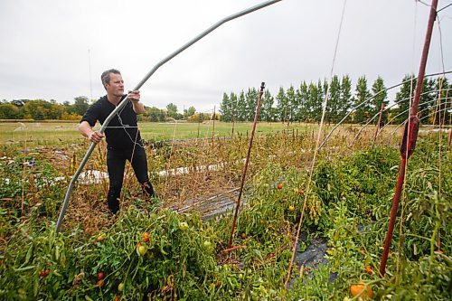 MIKE DEAL / WINNIPEG FREE PRESS
Hired hand, Stefan Braun, takes down the hoop  garden covers that housed the tomatoes after a hard frost finished off the tomato season at Hearts and Roots farm.
See Eva Wasney story
200917 - Thursday, September 17, 2020.