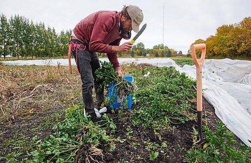 MIKE DEAL / WINNIPEG FREE PRESS
Justin Girard digs up some celeriac during a harvest day for customers on the farm, Hearts and Roots, he runs with his wife, Britt Embry.
See Eva Wasney story
200917 - Thursday, September 17, 2020.