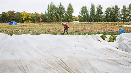 MIKE DEAL / WINNIPEG FREE PRESS
Justin Girard digs up some celeriac during a harvest day for customers on the farm, Hearts and Roots, he runs with his wife, Britt Embry.
See Eva Wasney story
200917 - Thursday, September 17, 2020.