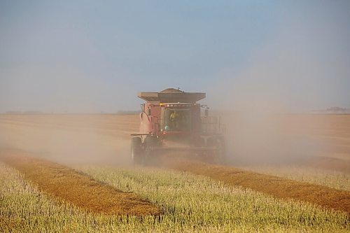 MIKE DEAL / WINNIPEG FREE PRESS
Colin Penner and his mother, Gloria, drive combines to get their canola field harvested.
See Eva Wasney story
200826 - Wednesday, August 26, 2020.