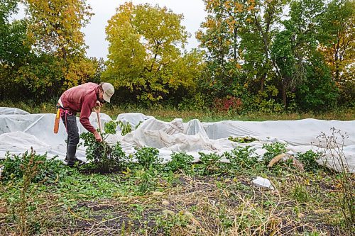 MIKE DEAL / WINNIPEG FREE PRESS
Justin Girard digs up some celeriac during a harvest day for customers on the farm, Hearts and Roots, he runs with his wife, Britt Embry.
See Eva Wasney story
200917 - Thursday, September 17, 2020.