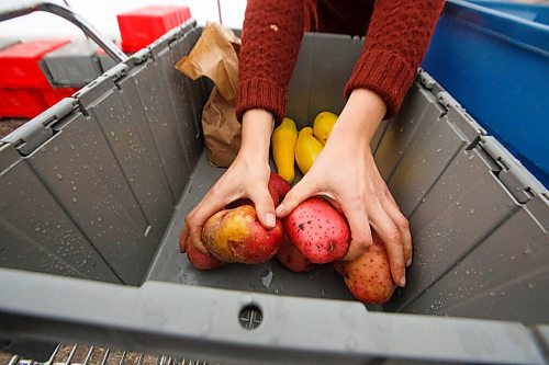 MIKE DEAL / WINNIPEG FREE PRESS
Britt Embry puts together customers orders on the farm, Hearts and Roots, she runs with her husband, Justin Girard.
See Eva Wasney story
200917 - Thursday, September 17, 2020.