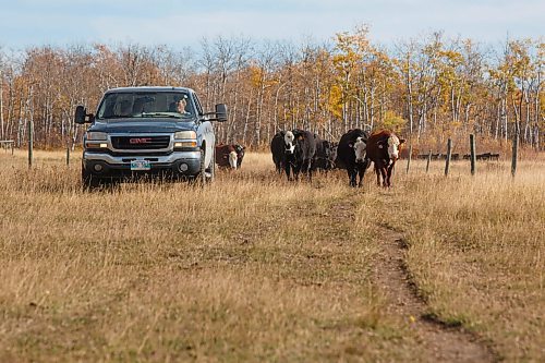 MIKE DEAL / WINNIPEG FREE PRESS
The cattle follow behind the truck knowing that they are being led to a fresh pasture.
All in a day's work, Kristine and Graham Tapley replace a fence and move a herd of cattle to fresh grazing as well as keep up to date on the chemical analysis of their feed.
See Eva Wasney feature
200929 - Tuesday, September 29, 2020.