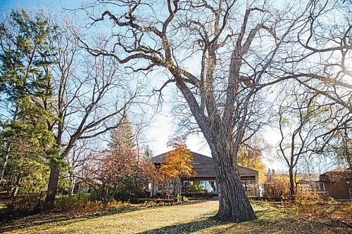 MIKE DEAL / WINNIPEG FREE PRESS
Homes resale
1170 Kildonan Drive
backyard with third oldest elm tree in Winnipeg.
201019 - Monday, October 19, 2020.