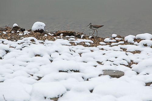 MIKE DEAL / WINNIPEG FREE PRESS
A sandpiper walks along the snow covered shore of the Red River near Louis Greenburgh Plaza looking for its breakfast Wednesday morning. The first snowfall of the season left over 5 centimetres on the ground which some meteorologists are saying might not melt anytime soon.
201021 - Wednesday, October 21, 2020.