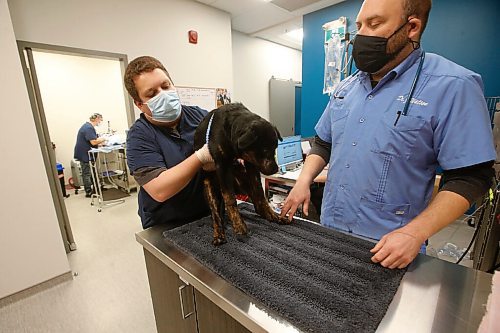JOHN WOODS / WINNIPEG FREE PRESS
Josh Muyal lifts Zed onto the table for Dr. Jonas Watson to examine him as Dr. Tim Kraemer performs surgery in their clinic at Grant Park Animal Hospital (GPAH) Wednesday, October 21, 2020. Dr. Jonas Watson and Dr. Tim Kraemer reconstructed the face of Zed, one of three dogs from a northern community who were attacked by a youth wielding a machete. He suffered pretty horrible injuries and was airlifted to Winnipeg by an animal rescue group -- the vets at GPAH reconstructed his entire nose in surgery yesterday. They're doing surgery on another dog victim tomorrow. The vets say this incident just highlights how much more support they need from the province to help deal with the conditions that leave animals vulnerable for such abuse.

Reporter: Melissa