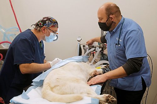 JOHN WOODS / WINNIPEG FREE PRESS
Dr. Jonas Watson, right, and Dr. Tim Kraemer perform surgery in their clinic at Grant Park Animal Hospital (GPAH) Wednesday, October 21, 2020. The vets reconstructed the face of Zed. Zed is one of three dogs from a northern community who were attacked by a youth wielding a machete. He suffered pretty horrible injuries and was airlifted to Winnipeg by an animal rescue group -- the vets at GPAH reconstructed his entire nose in surgery yesterday. They're doing surgery on another dog victim tomorrow. The vets say this incident just highlights how much more support they need from the province to help deal with the conditions that leave animals vulnerable for such abuse.

Reporter: Melissa