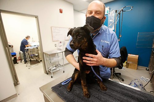 JOHN WOODS / WINNIPEG FREE PRESS
Dr. Jonas Watson examines Zed as Dr. Tim Kraemer performs surgery in their clinic at Grant Park Animal Hospital (GPAH) Wednesday, October 21, 2020. Dr. Jonas Watson and Dr. Tim Kraemer reconstructed the face of Zed, one of three dogs from a northern community who were attacked by a youth wielding a machete. He suffered pretty horrible injuries and was airlifted to Winnipeg by an animal rescue group -- the vets at GPAH reconstructed his entire nose in surgery yesterday. They're doing surgery on another dog victim tomorrow. The vets say this incident just highlights how much more support they need from the province to help deal with the conditions that leave animals vulnerable for such abuse.

Reporter: Melissa