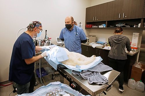 JOHN WOODS / WINNIPEG FREE PRESS
Dr. Jonas Watson, centre, and Dr. Tim Kraemer perform surgery in their clinic at Grant Park Animal Hospital (GPAH) Wednesday, October 21, 2020. The vets reconstructed the face of Zed. Zed is one of three dogs from a northern community who were attacked by a youth wielding a machete. He suffered pretty horrible injuries and was airlifted to Winnipeg by an animal rescue group -- the vets at GPAH reconstructed his entire nose in surgery yesterday. They're doing surgery on another dog victim tomorrow. The vets say this incident just highlights how much more support they need from the province to help deal with the conditions that leave animals vulnerable for such abuse.

Reporter: Melissa