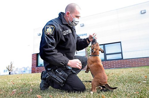 RUTH BONNEVILLE / WINNIPEG FREE PRESS

Local - Canine Police pups 

Photo of WPS Sgt. Scott Taylor plays with 7 week old Jury bred from Taylor's former police dog Judge, now passed away, at WPS media event Friday.  Jury is one of seven puppies welcomed into WPS Canine Nice breeding program. 

On September 1, 2020, the Winnipeg Police Service Canine Unit proudly welcomed seven new puppies into its in-house breeding program.  The puppies and mother, Police Service Dog (PSD) Ellie, are all doing well!

More info from press release:
This is the first time a litter has been bred through the program using artificial insemination. The process has allowed us to combine the highly sought-after traits of former PSD Judge and PSD Ellie to ensure the highest quality K9s are working alongside officers in the community's service. 

Nine years ago, samples from Judge were taken and frozen for breeding future litters. This K9 displayed highly sought-after traits, making him a suitable candidate for the breeding program.  

During Judges 10-year career, he assisted in more than 500 arrests and sired over 45 puppies, six of which are currently working for the Winnipeg Police Service. Judge retired in 2014 and passed away in 2015.

Each of these pups will be trained as police dogs for our Service and other agencies. 



Oct 23rd, 2020
