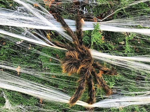 Canstar Community News Big, furry faux spiders will be roaming the trees and yard of correspondent Janine LeGals home on Halloween night.