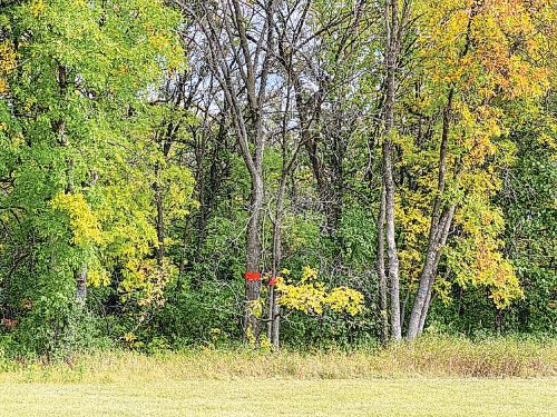 Canstar Community News Diseased elm trees marked for removal in Kavanagh Park.