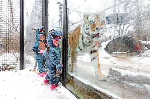 RUTH BONNEVILLE / WINNIPEG FREE PRESS

Local - Zoo Halloween Spooktacular 


Grace Benson (31/2) and her older sister Roseanna (51/2 left), get up close to a tiger as it prances back and forth  in its cage at The Assiniboine Park Zoo on Thursday.  

The  Zoo is open for kids of all ages to dress in your favourite costume and join in on some Halloween fun this weekend (October 29-31).

 See Kellan's story.

Oct 29th,, 2020