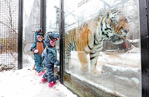 RUTH BONNEVILLE / WINNIPEG FREE PRESS

Local - Zoo Halloween Spooktacular 


Grace Benson (31/2) and her older sister Roseanna (51/2 left), get up close to a tiger as it prances back and forth  in its cage at The Assiniboine Park Zoo on Thursday.  

The  Zoo is open for kids of all ages to dress in your favourite costume and join in on some Halloween fun this weekend (October 29-31).

 See Kellan's story.

Oct 29th,, 2020