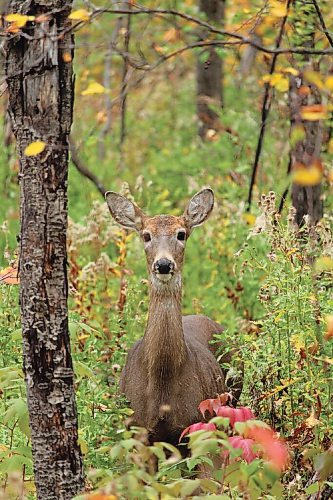 Canstar Community News If you choose to walk some of Winnipegs many trails, including those in Bridgwater Forest, you may run across some of the many deer who live within city limits.
