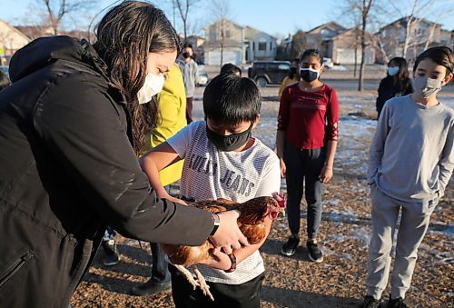 RUTH BONNEVILLE / WINNIPEG FREE PRESS

LOCAL - CLASS CHICKEN COOP

Photo of teacher, Ashley Taylor,  helping  Liam Vital to hold a hen with his classmates at Ecole Leila North School Thursday.

CLASS CHICKEN COOP: Ecole Leila North School in Seven Oaks have adopted ten young hens for a classroom chicken coop. The school says the hens will bring learning experiences, emotional support, and other lessons through supporting the chickens. 


Dec 3rd. 2020