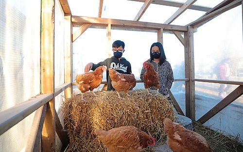 RUTH BONNEVILLE / WINNIPEG FREE PRESS

LOCAL - CLASS CHICKEN COOP

Photo of Sky Lopez (boy) and Lotus Mendoza engaging with the hens in the coop at Ecole Leila North School Thursday.

CLASS CHICKEN COOP: Ecole Leila North School in Seven Oaks have adopted ten young hens for a classroom chicken coop. The school says the hens will bring learning experiences, emotional support, and other lessons through supporting the chickens. 


Dec 3rd. 2020