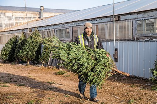 MIKAELA MACKENZIE / WINNIPEG FREE PRESS

Ray DuBois, owner of Ron Paul Garden Centre, picks up a pre-sold tree in Winnipeg on Monday, Dec. 7, 2020. He sold out Saturday and has never seen anything like it. For Doug Speirs story.

Winnipeg Free Press 2020