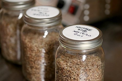 SHANNON VANRAES/WINNIPEG FREE PRESS 
Tom Nagy, owner and sole-operator of River City Mushrooms, moves jars of substrate and mycillium in his loft workshop at Barnhammer Brewing on December 15, 2020.