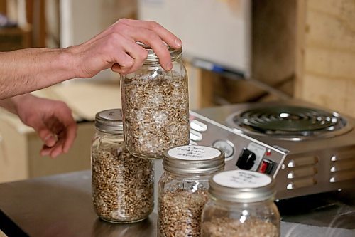 SHANNON VANRAES/WINNIPEG FREE PRESS 
Tom Nagy, owner and sole-operator of River City Mushrooms, moves jars of substrate and mycillium in his loft workshop at Barnhammer Brewing on December 15, 2020.