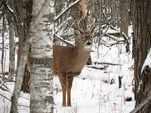 Canstar Community News Hand-feeding deer can harm the deer and put people at risk of injury.